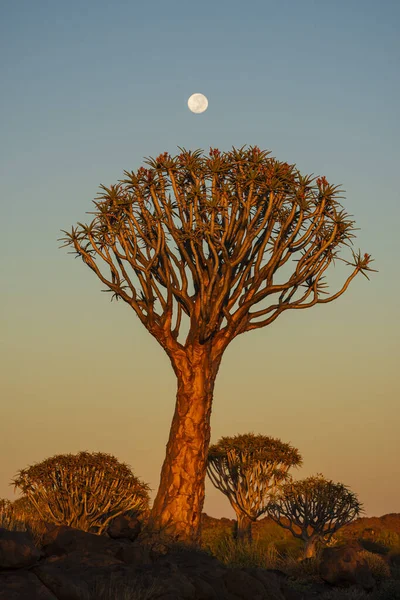 Tiro Vertical Árvores Aljava Floresta Árvores Aljava Namíbia África Sul — Fotografia de Stock