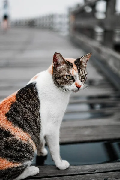 Eine Streunende Katze Mit Wütendem Gesicht Auf Einer Holzbrücke — Stockfoto