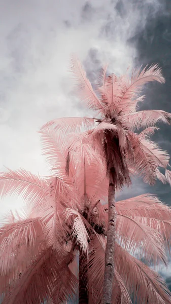 重い雲に覆われた空の下で淡いピンクのヤシの木の閉鎖 — ストック写真