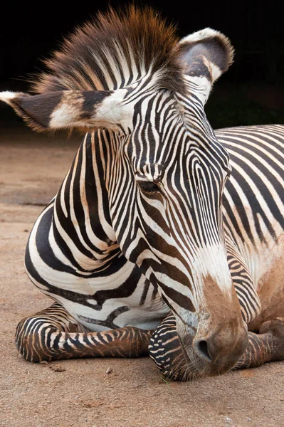 Eine Vertikale Aufnahme Eines Zebras Das Zoo Auf Dem Boden — Stockfoto