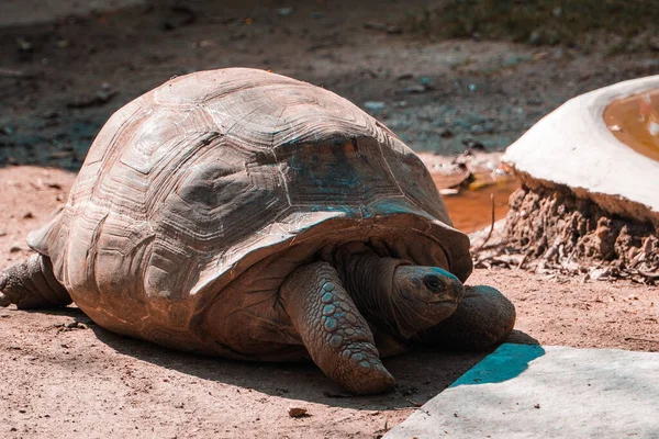 Primer Plano Una Vieja Tortuga Galápagos Arrastrándose Por Suelo Día —  Fotos de Stock