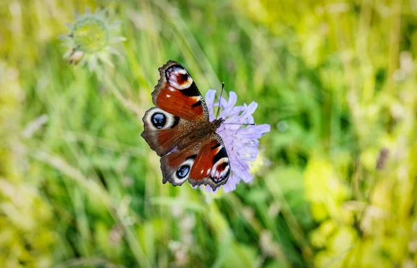 Красивая Бабочка Узорчатыми Красными Черными Крыльями Стоящая Нежном Фиолетовом Цветке — стоковое фото