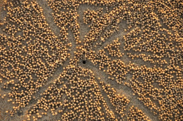 Caranguejos Borbulhadores Areia Uma Praia Areia Mandvi Índia — Fotografia de Stock