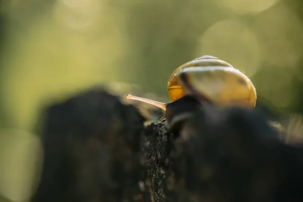 一只蜗牛在一块小岩石上的特写 重点浅薄 — 图库照片