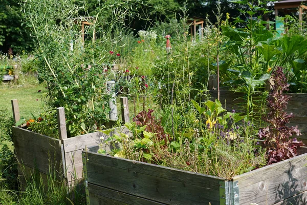 Primer Plano Jardinería Urbana Con Plantas Creciendo Macetas Bajo Luz Fotos de stock