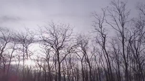 Hermosa Vista Naturaleza Escena — Vídeos de Stock