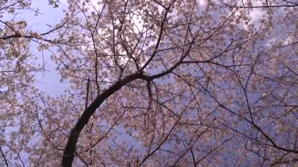 Belles Fleurs Printanières Dans Jardin — Video