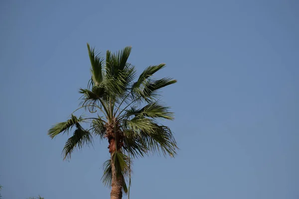 Palm Tree Clear Blue Sky — Stock Photo, Image