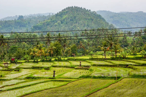Una Hermosa Toma Campos Bali —  Fotos de Stock