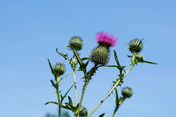 Een Lage Hoek Van Bloeiende Distels Met Heldere Blauwe Lucht — Stockfoto