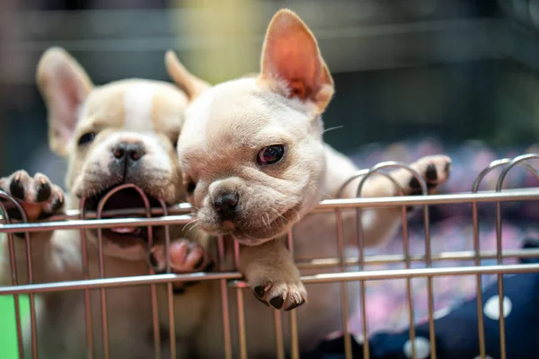 Primer Plano Dos Cachorros Recién Nacidos Pequeños Jugando Celda —  Fotos de Stock