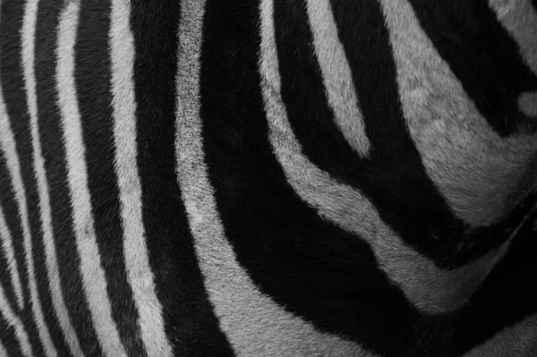 Nahaufnahme Eines Zebras Mit Schwarz Weißer Haut — Stockfoto