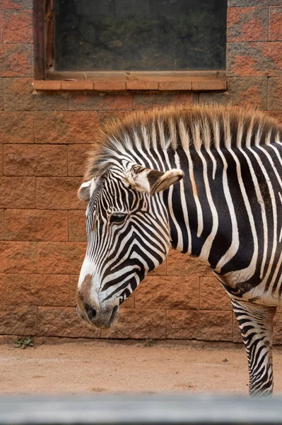 Pionowe Ujęcie Zebry Stojącej Ziemi Zoo — Zdjęcie stockowe