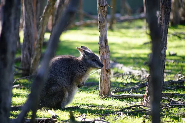 Simpatico Canguro Circondato Alberi Parco Verde Una Giornata Sole — Foto Stock