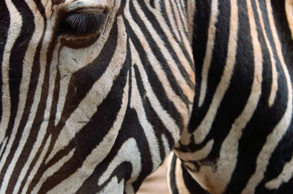 Een Dichtbij Shot Van Een Zebra Oog Dierentuin — Stockfoto