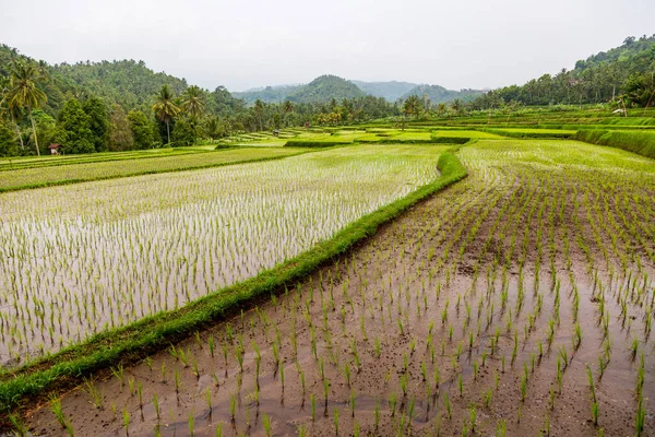 Vacker Bild Fält Bali — Stockfoto