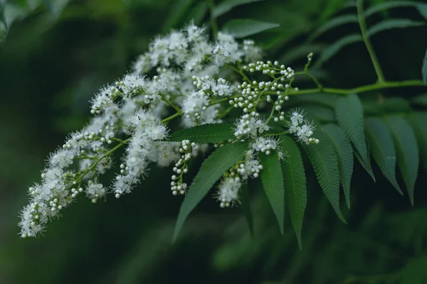 Eine Nahaufnahme Schöner Weißer Schmetterlingsblumen Mit Dunklen Blättern Sie Herum — Stockfoto