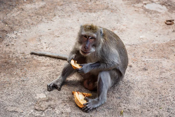 巴厘岛一只猴子的美丽镜头 — 图库照片