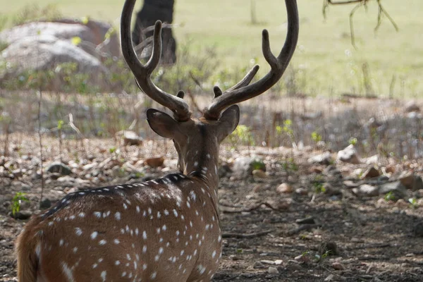 Tiro Espalda Ciervo Chital Parado Tierra Bosque Día Soleado —  Fotos de Stock