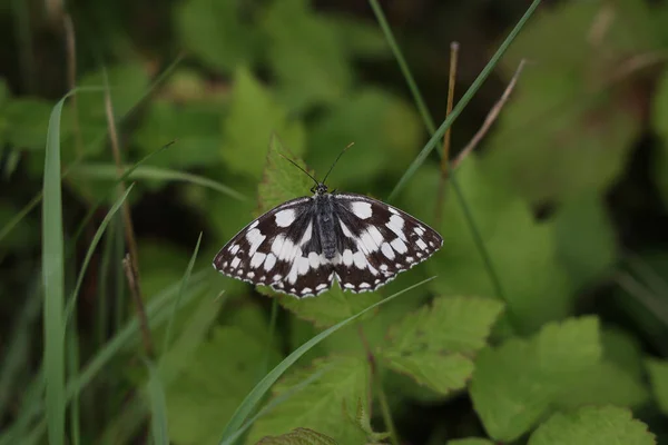 Makro Ujęcie Pięknego Motyla Zielonym Liściu Ogrodzie — Zdjęcie stockowe