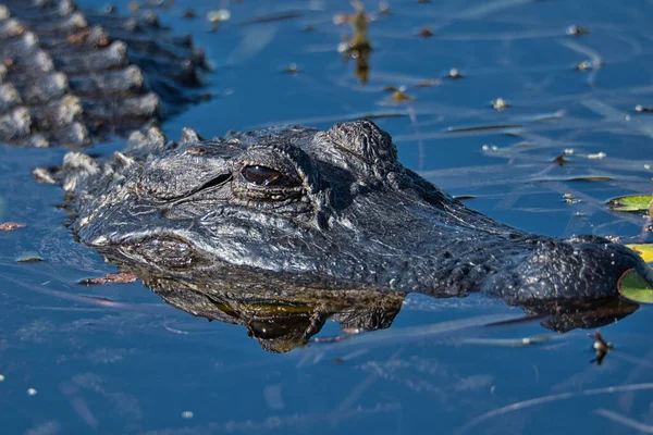 Gros Plan Alligator Noir Dans Eau Par Temps Ensoleillé — Photo