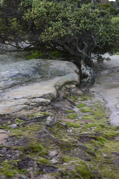 Naturskön Utsikt Med Grönt Träd Och Mossstenar Parken — Stockfoto
