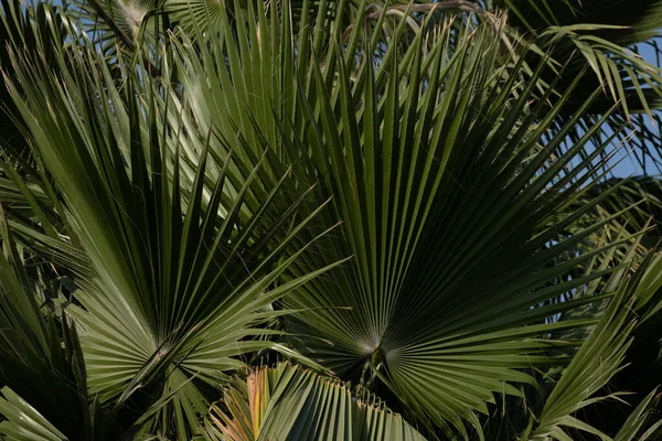 Een Closeup Van Groene Palm Boom Loof — Stockfoto