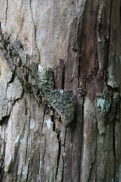 Detailní Záběr Starou Kůru Stromu — Stock fotografie