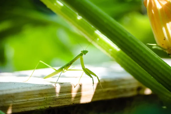 Egy Aranyos Kis Sáska Áll Egy Hosszú Zöld Növény Alatt — Stock Fotó