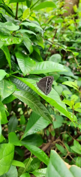 Szary Motyl Siedzący Liściu Zamazanym Tłem — Zdjęcie stockowe