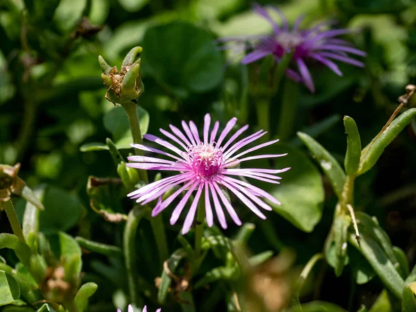 Een Close Shot Van Een Delosperma Een Groene Natuur Achtergrond — Stockfoto