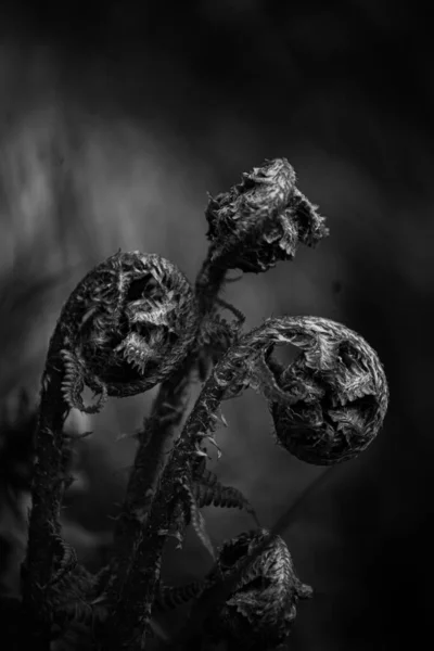 Černobílý Detailní Záběr Neotevřené Kapradiny — Stock fotografie