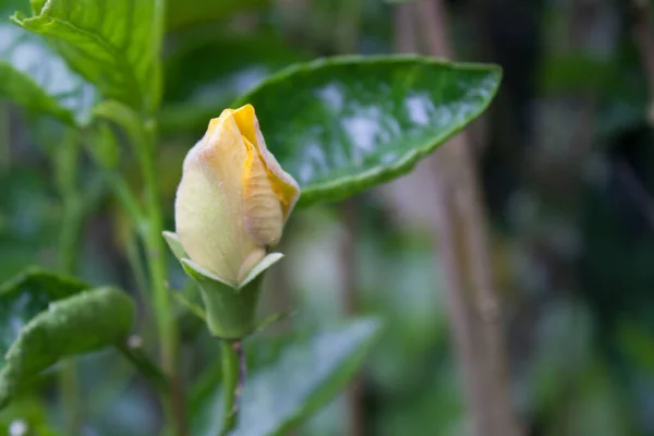 Zbliżenie Żółtej Róży Rozmytym Zielonym Tle — Zdjęcie stockowe