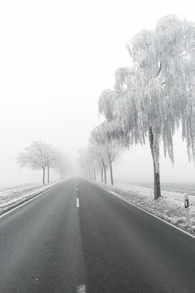 雪に覆われた木々の近くの空の道路の垂直グレースケールショット — ストック写真