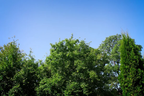 Chênes Verts Contre Ciel Bleu Clair — Photo