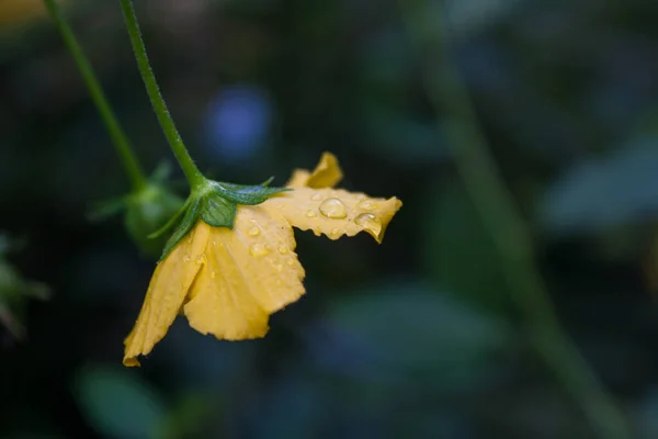 黄色の花の選択的な焦点とぼやけた緑の背景にそれに水の滴 — ストック写真