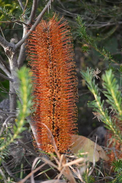 Nahaufnahme Einer Orangefarbenen Bananenheide Wald — Stockfoto