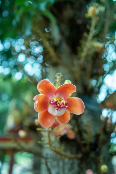 公園の木に生えているウルピタ ギアナの花の垂直クローズアップ — ストック写真