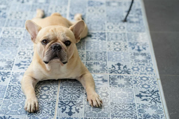 Primer Plano Bulldog Francés Con Lindo Hocico Tumbado Suelo Mirando — Foto de Stock