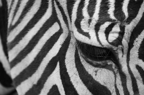 Nahaufnahme Eines Zebra Auges Und Gesichts Mit Schwarz Weißen Streifen — Stockfoto