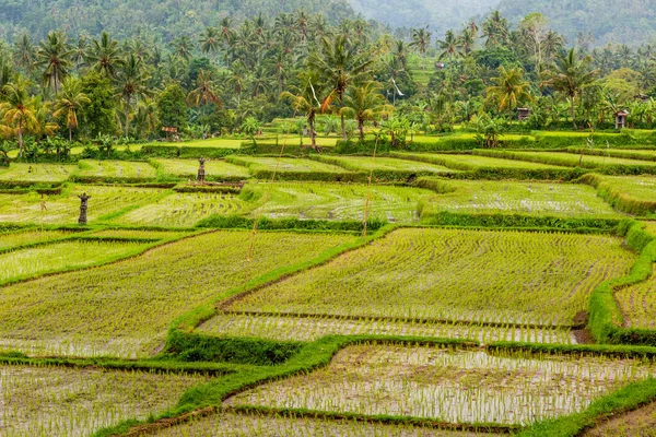 Krásný Záběr Polí Bali — Stock fotografie