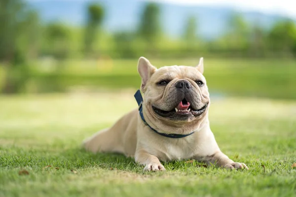 Tiro Close Bulldog Francês Com Focinho Bonito Deitado Grama Refrigeração — Fotografia de Stock