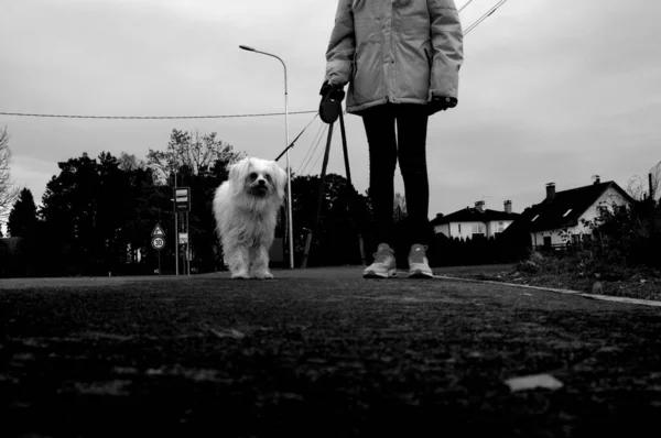 公園の綱の上を犬を歩く人の美しいグレースケールの景色 — ストック写真