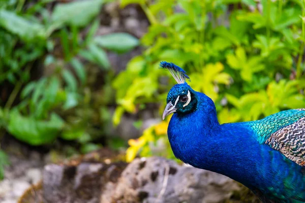 Une Mise Point Peu Profonde Une Belle Chouette Indienne Bleue — Photo