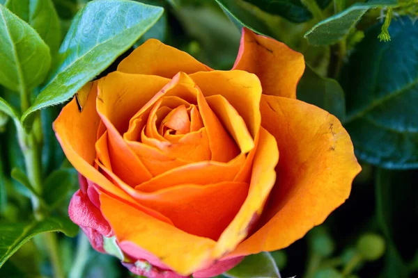 Zbliżenie Żywej Pomarańczowej Róży Otoczone Bujną Zielonymi Liśćmi Słoneczny Dzień — Zdjęcie stockowe