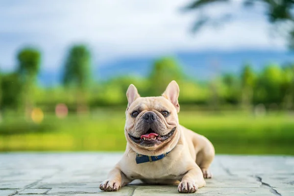 法国斗牛犬的特写镜头 一只长着可爱鼻子的法国斗牛犬躺在地上凝视着摄像机 — 图库照片