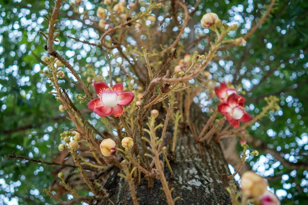 公园里的一棵树上长着一帧特写的杜鹃花 — 图库照片