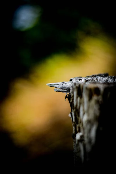 Výběrový Snímek Textury Pařezu Stromu — Stock fotografie