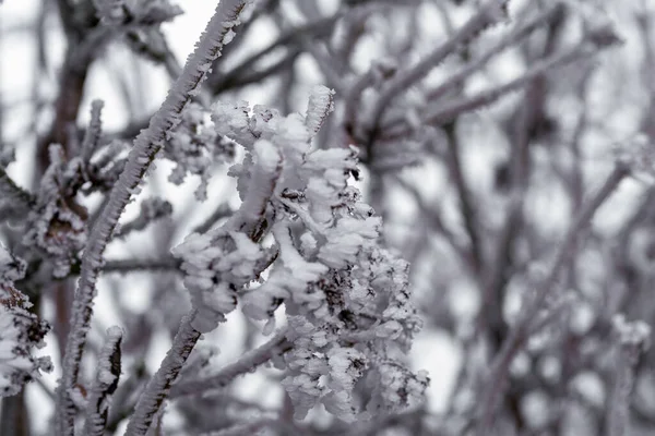 Tiro Close Galhos Árvores Cobertos Neve Inverno — Fotografia de Stock
