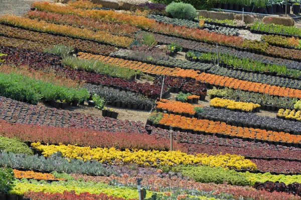 Una Vista Panorámica Surtidos Diferentes Plantas Interior Macetas Campo Abierto — Foto de Stock